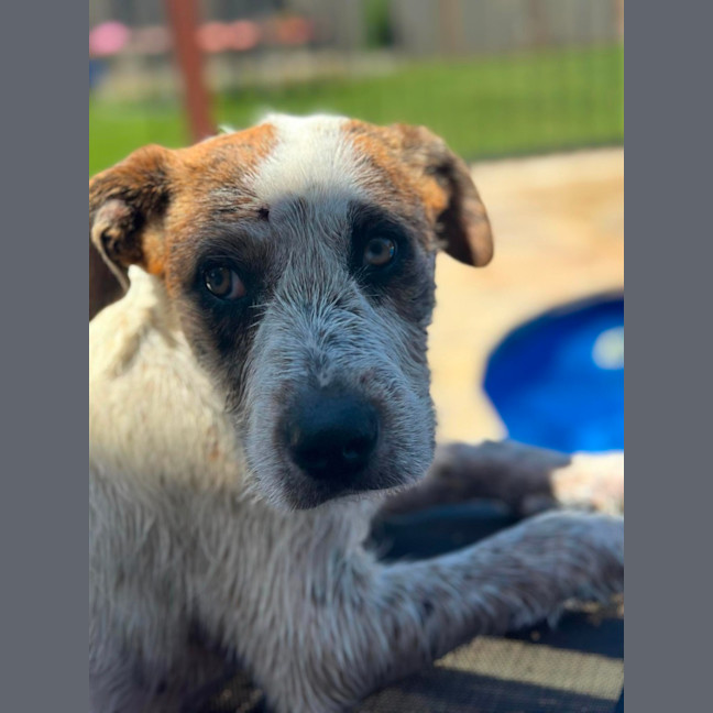 Photo of Nova
