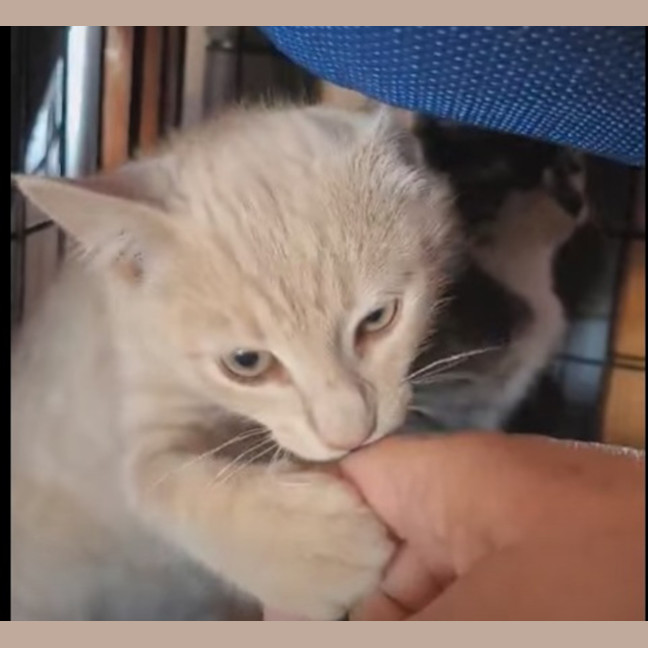 Photo of Apollo   Reduced Adoption Fee   $200