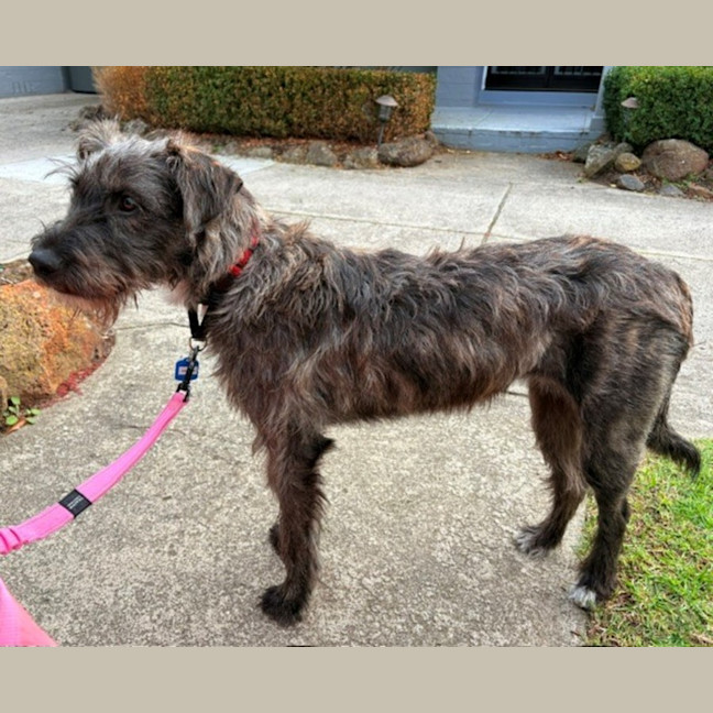 Photo of Tallulah (Loola)