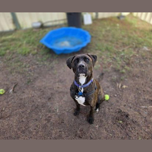 Photo of Lady Whistledown