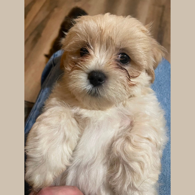 Photo of Teddy