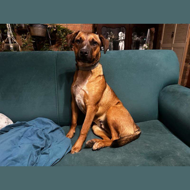 Photo of Rocco