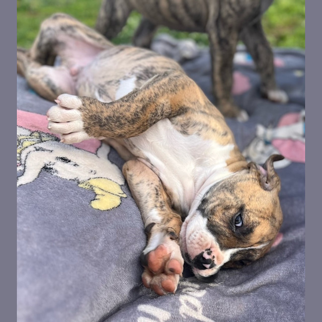Photo of Banjo Dara