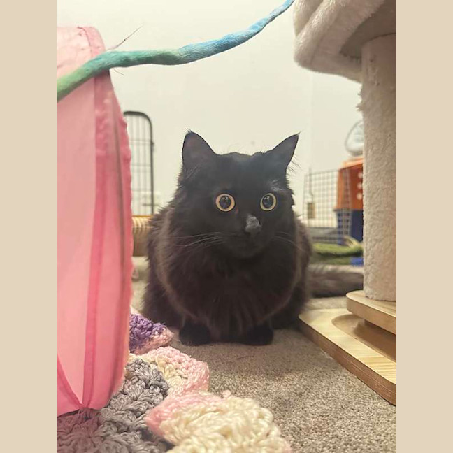 Photo of Luna