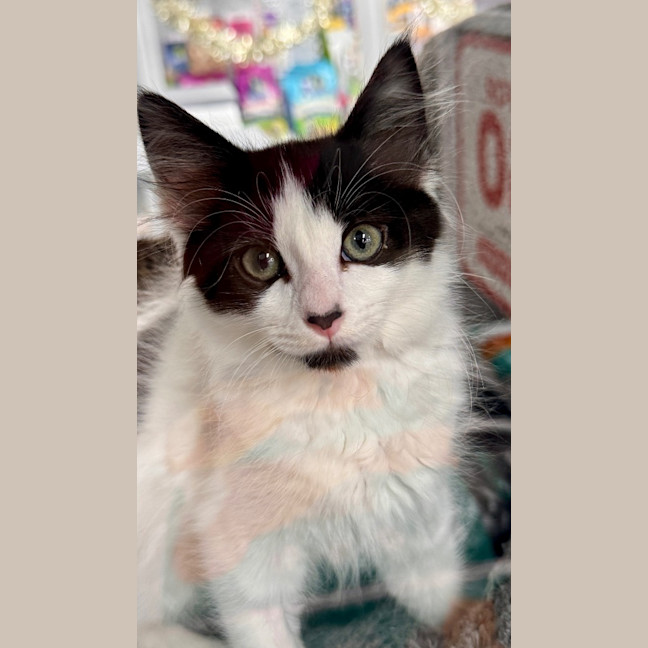 Photo of Zippy Snail