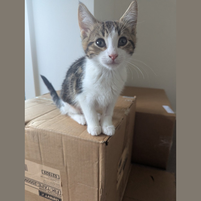 Photo of Sophia Golden