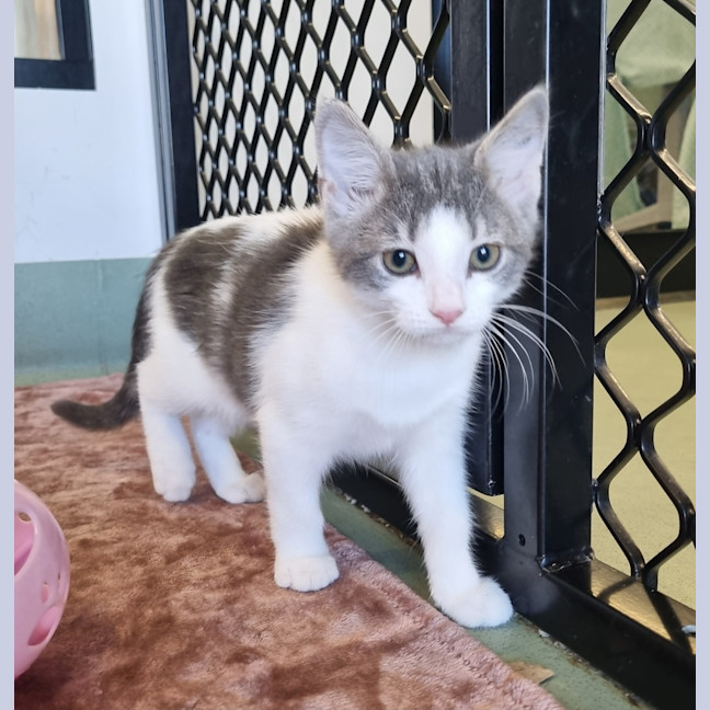 Photo of Mr Percival