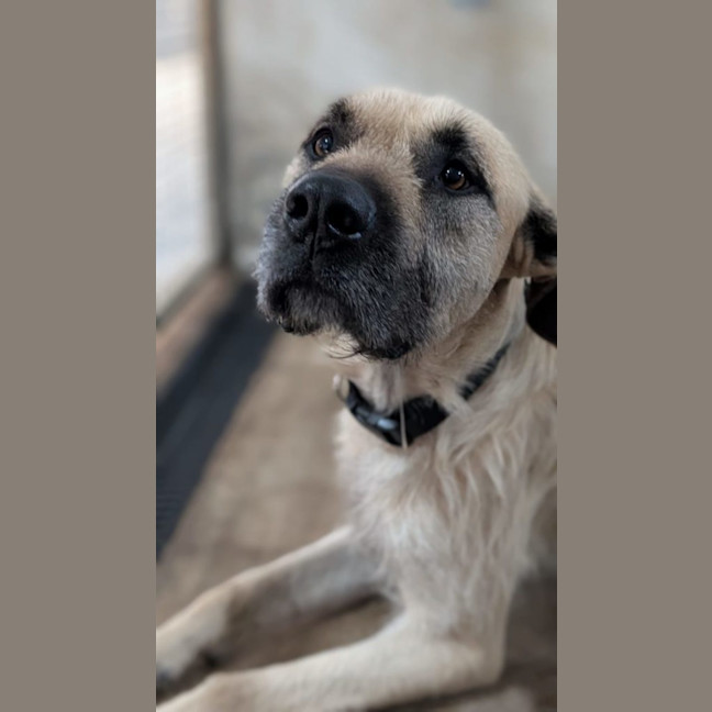Photo of Moose