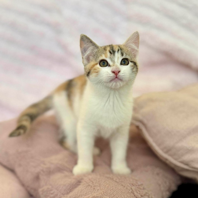 Photo of Lilly   In Foster Care In Croydon