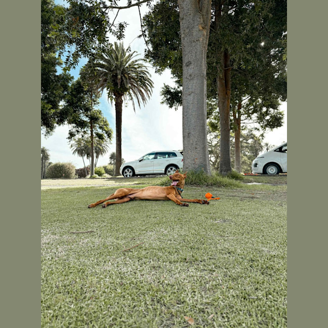 Photo of Buddy