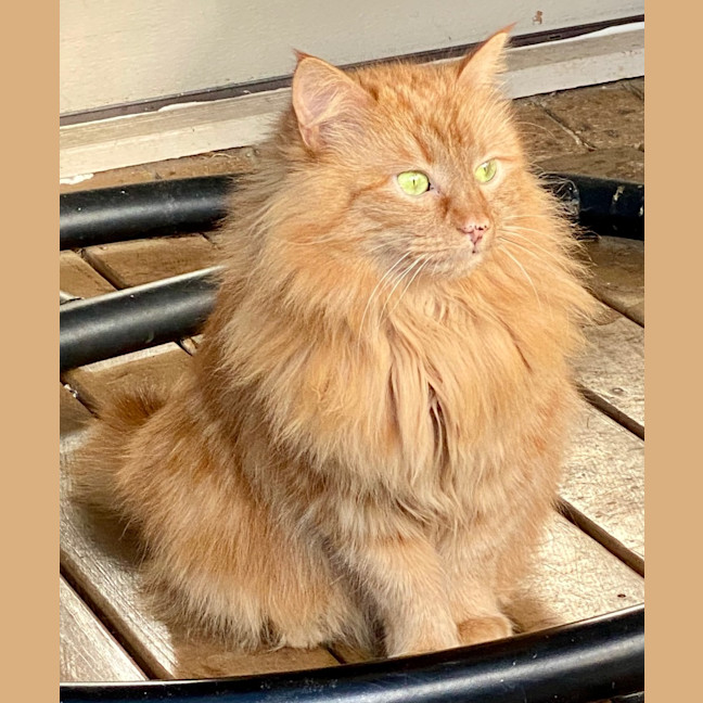 Photo of Mango Fluff