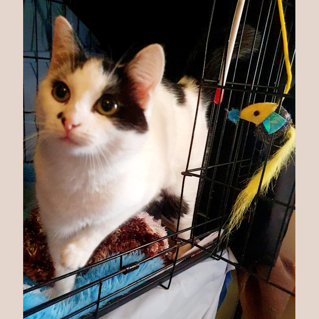 Photo of Dolly