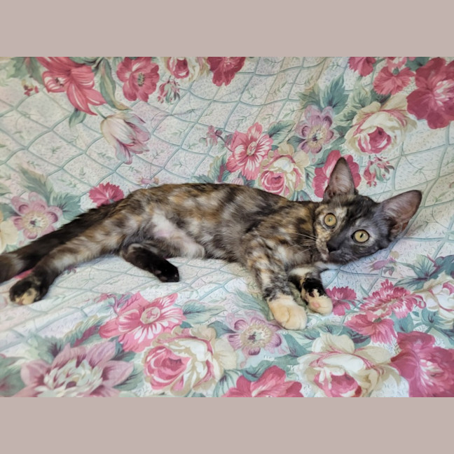 Photo of Rainbow Cabbage 🌈