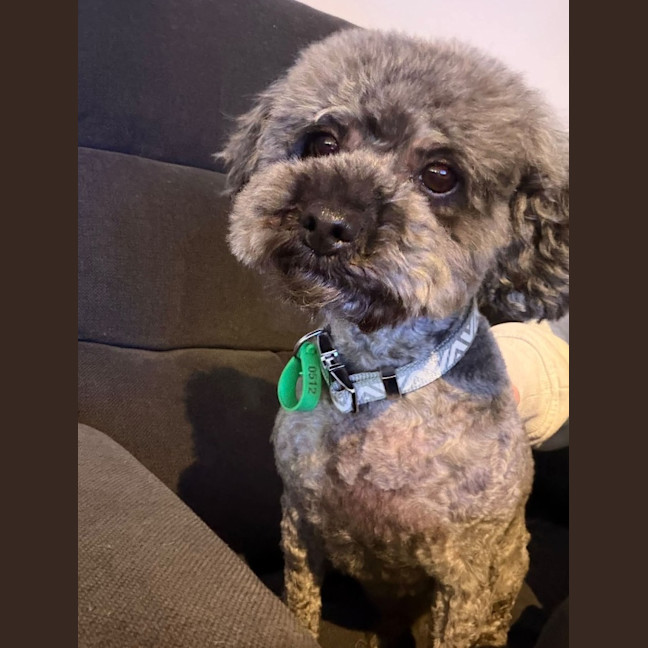 Photo of Dusty