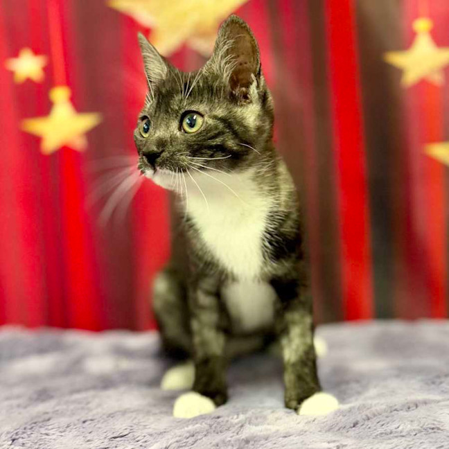 Photo of Feyre   Located In Kew