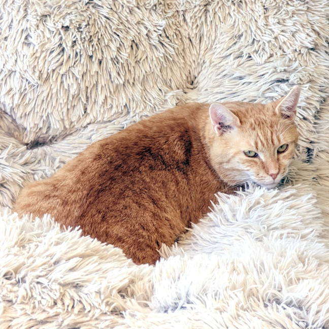 Photo of Garfield