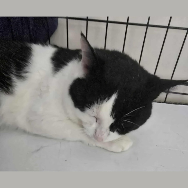 Photo of Frankie   4 Year Old Domestic Short Hair