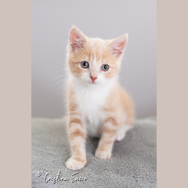 Photo of Butterscotch