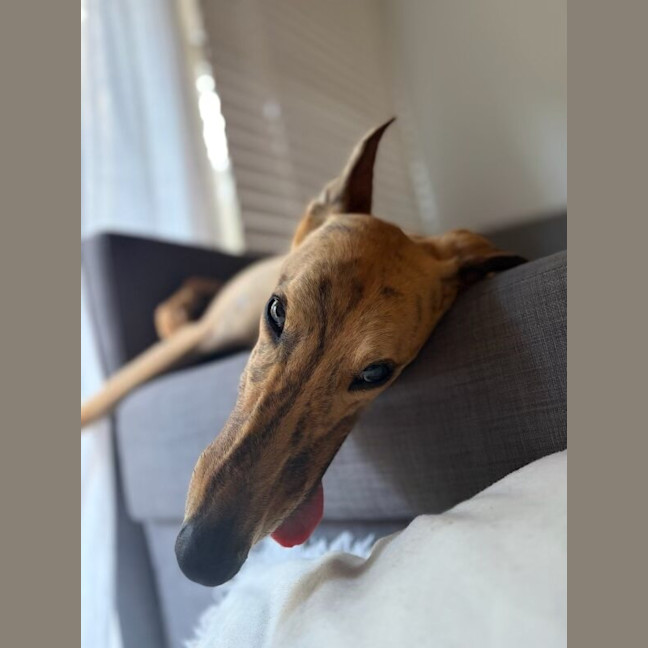 Photo of Wiggles