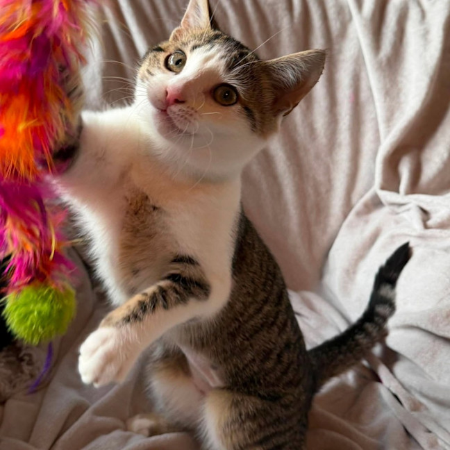 Photo of Suki   In Foster Care In Brunswick East