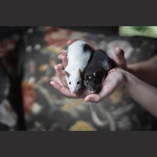 Photo of Ginkgo & Blossom