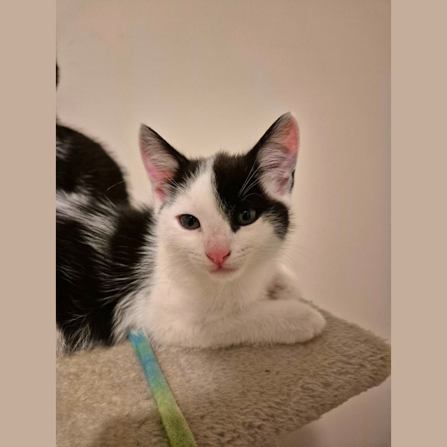 Photo of Lenny Meet Me At Petstock Carrum Downs 