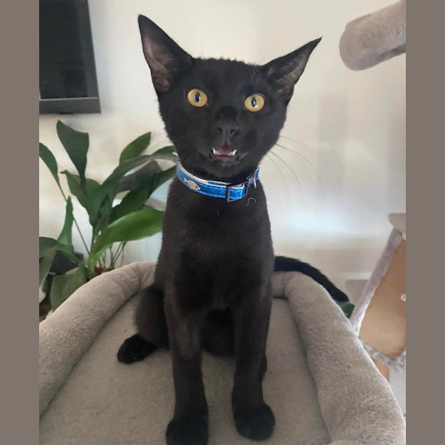 Photo of Shadow 