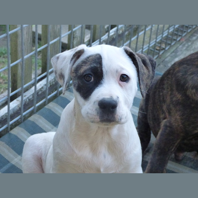 Photo of Tilli/Scout