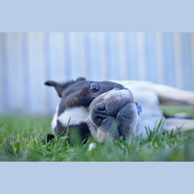 Photo of Remy   4 Year Old Boston Terrier