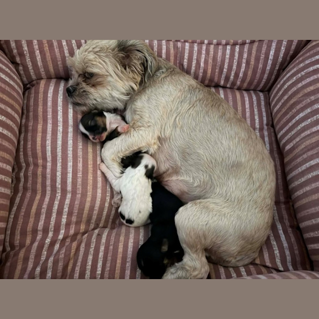 Photo of Maggie   3 Year Old Maltese X Shih Tzu