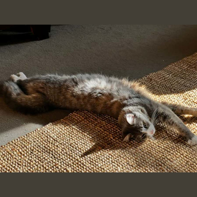 Photo of Clover * 9 Lives Project Rescue*