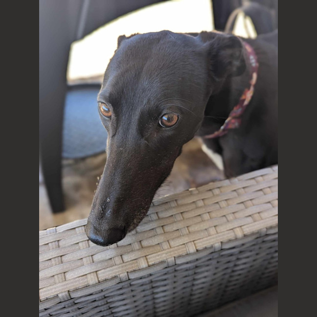 Photo of Bronte, Young Greyhound