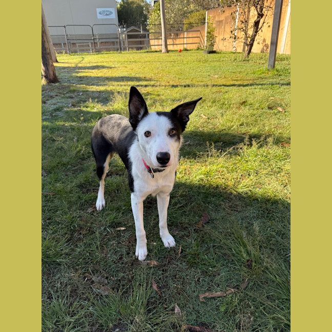 Photo of Pippy
