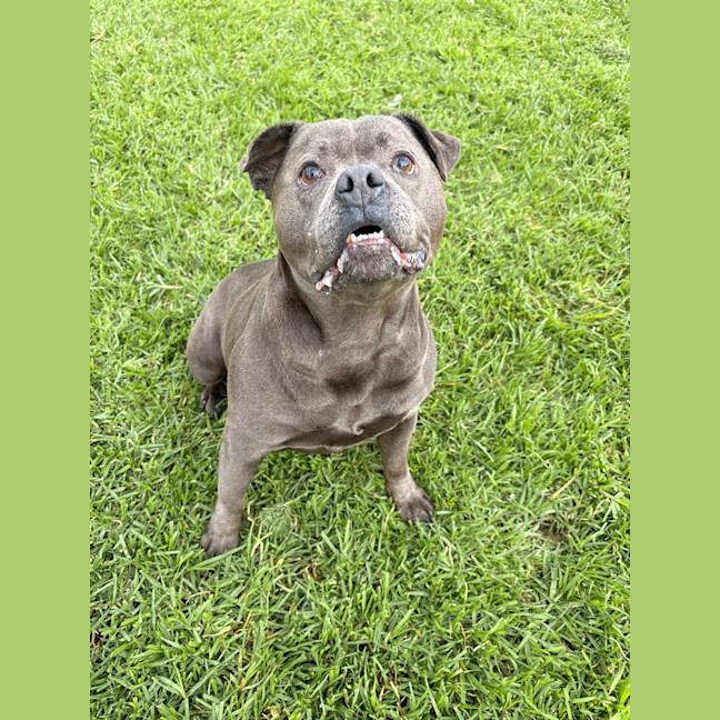 Photo of Sarge
