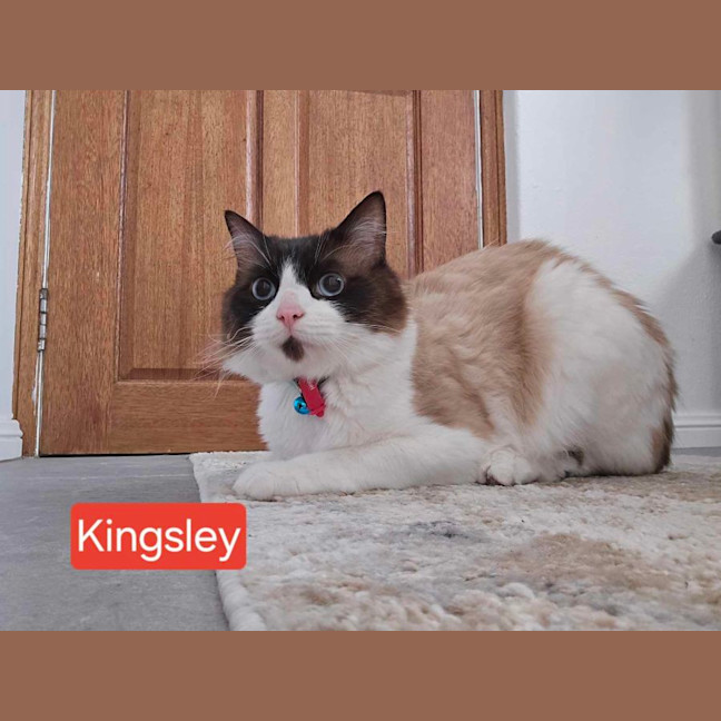 Photo of Kingsley
