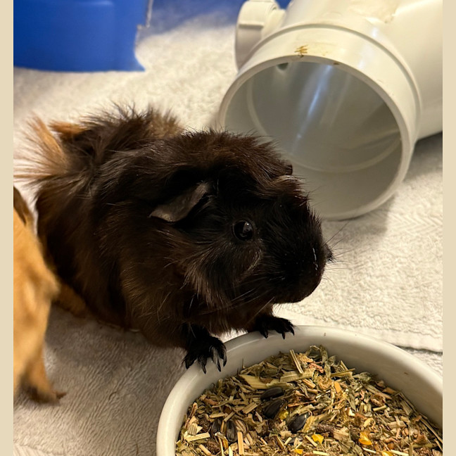 Photo of Penelope