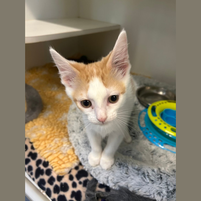 Photo of Rocket