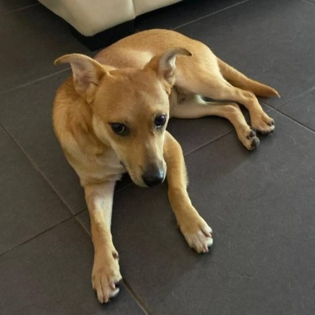 Photo of Archie