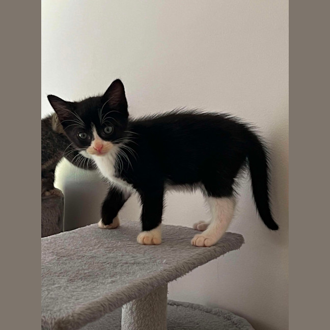 Photo of Ruby