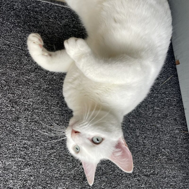 Photo of Amelia