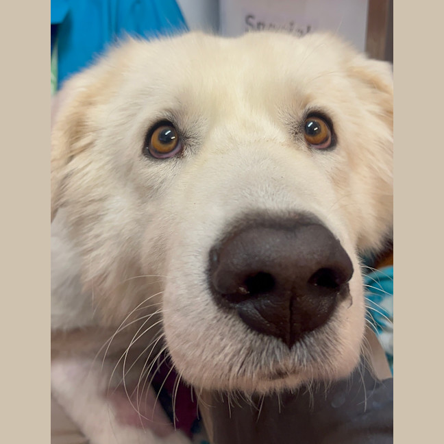 Photo of Casper