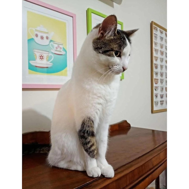 Photo of 9855   Maisie