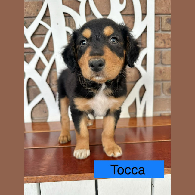 Photo of The Calandras Litter