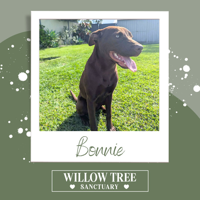Photo of Bonnie