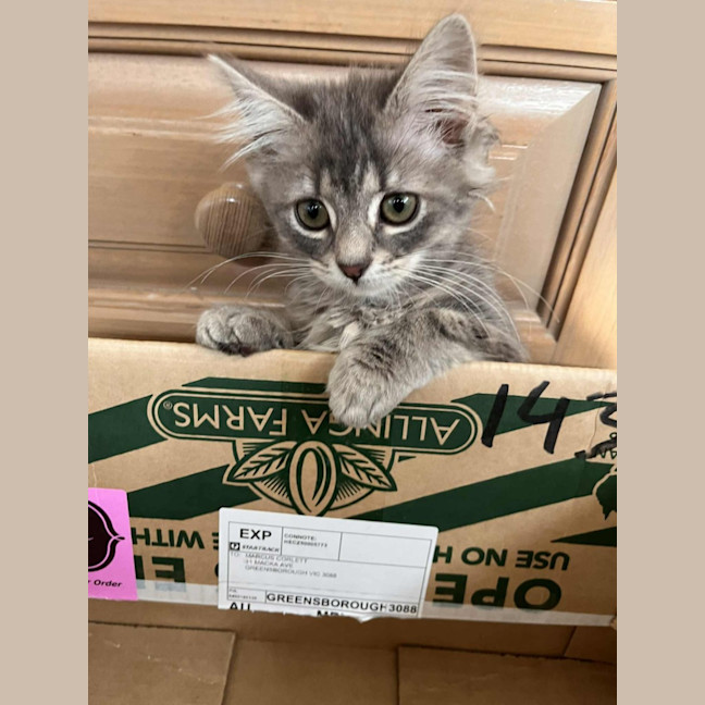 Photo of Trowel   In Foster Care In Greensborough