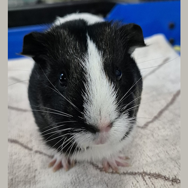 Photo of Hope (Bonded With Harmony)