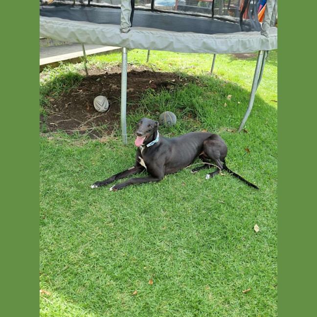 Photo of Fifi, The Greyhound