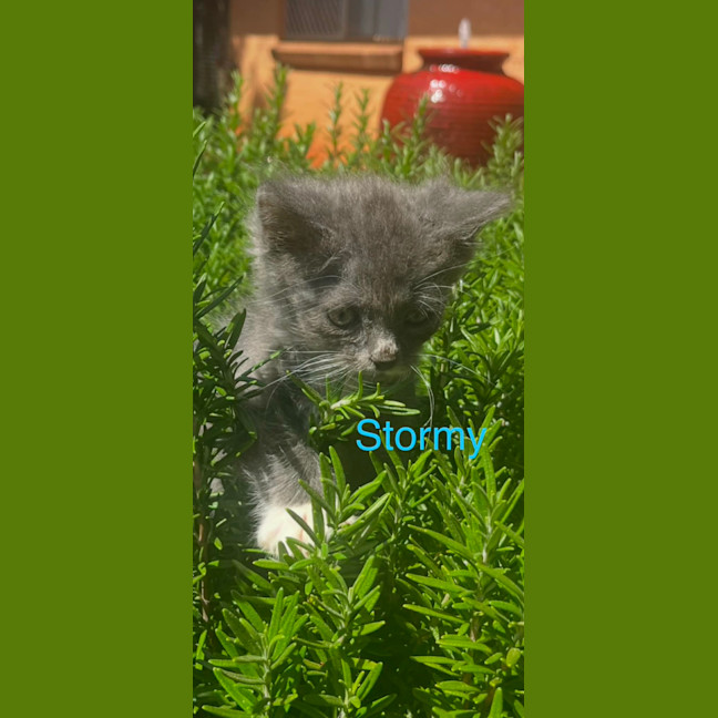 Photo of Stormy