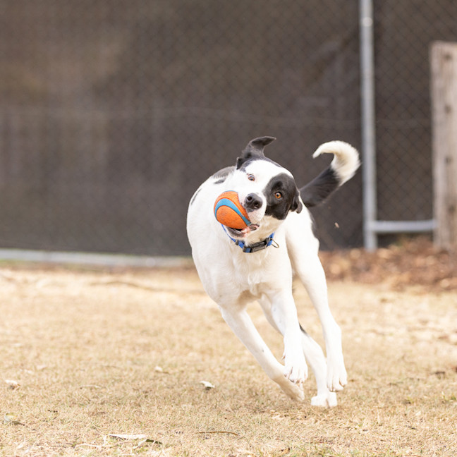 Photo of Daisy