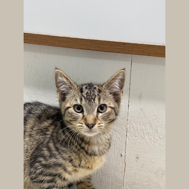 Photo of Melville   Petstock